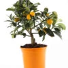 Kumquat -Freien Garten Rabatt Geschäft 7623010 PR FS 002 CitrusKumquatT13Allgreen