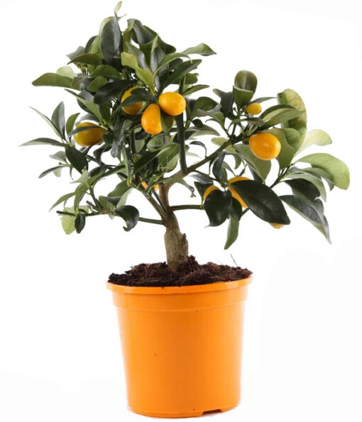 Kumquat -Freien Garten Rabatt Geschäft 7623010 PR FS 002 CitrusKumquatT13Allgreen