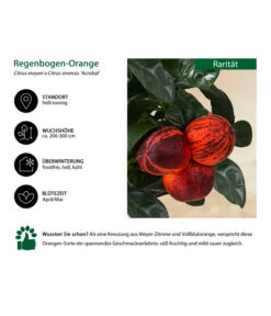 Regenbogen-Orange 'Acrobal' -Freien Garten Rabatt Geschäft 7623044 WE IG 001 Regenbogen Orange