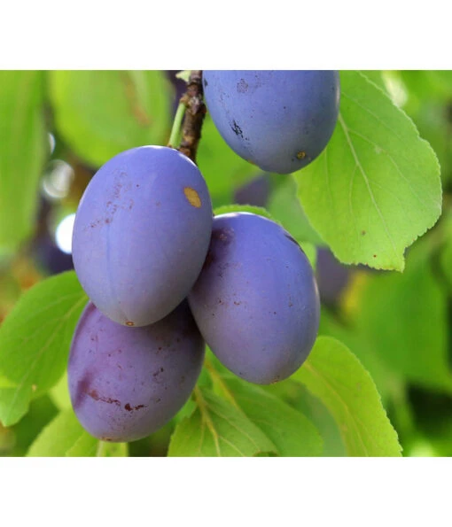 Säulenzwetschge -Freien Garten Rabatt Geschäft 7647860 WE DE 001 SaeulenzwetschePrunusDomestica