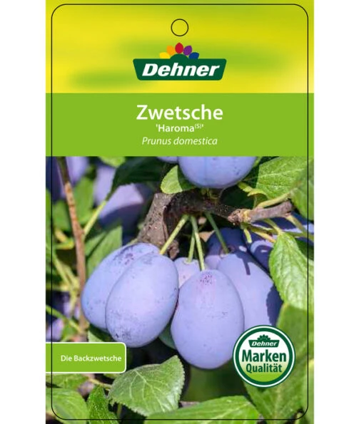 Zwetschge 'Haroma' -Freien Garten Rabatt Geschäft 7662703 ZwetscheHaroma Etikett 1