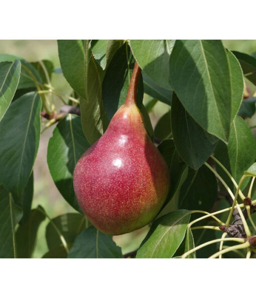 Sommerbirne 'Harrow Sweet' -Freien Garten Rabatt Geschäft