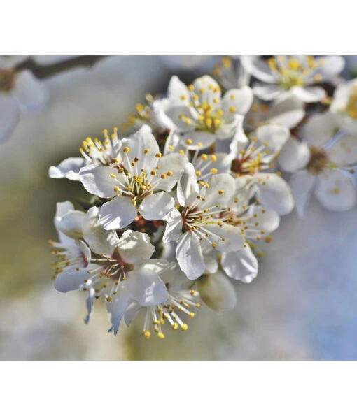 Hauszwetschge -Freien Garten Rabatt Geschäft