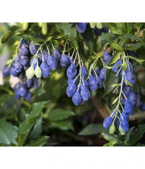 4-Monats-Heidelbeere 'Lucky Berry®' -Freien Garten Rabatt Geschäft 7665847 PR DE 003 VacciniumHeidelbeereLuckyberryAG