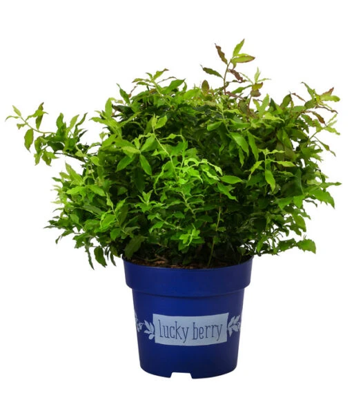 4-Monats-Heidelbeere 'Lucky Berry®' -Freien Garten Rabatt Geschäft 7665847 WE FS 04 VacciniumHeidelbelbeereLuckyBerry5L