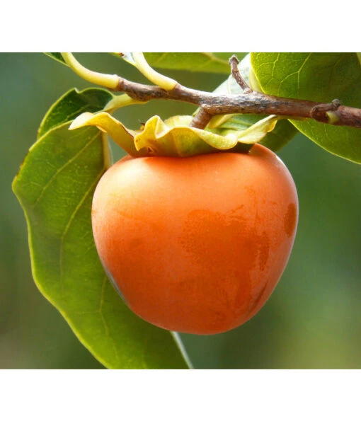 Kaki 'Ragno' -Freien Garten Rabatt Geschäft