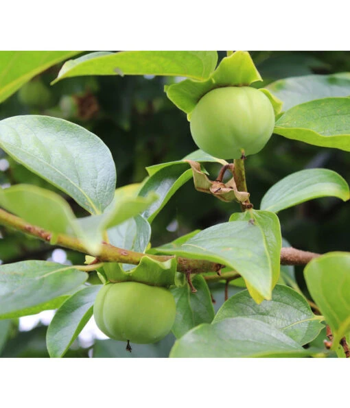 Kaki 'Ragno' -Freien Garten Rabatt Geschäft