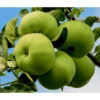 Sommerapfel 'Klarapfel', Weiß -Freien Garten Rabatt Geschäft 7701386 7701428 WE DE 001 ApfelbaumMalusKlarapfel