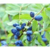 Sibirische Blaubeere 'MyBerry® Sweet' -Freien Garten Rabatt Geschäft 7708399 PR DE 001 LoniceraBlaubeereMaibeereFotolia86693979