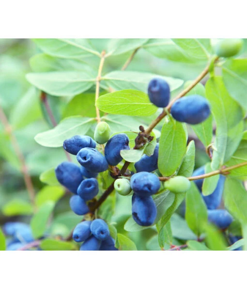 Sibirische Blaubeere 'MyBerry® Sweet' -Freien Garten Rabatt Geschäft 7708399 PR DE 001 LoniceraBlaubeereMaibeereFotolia86693979