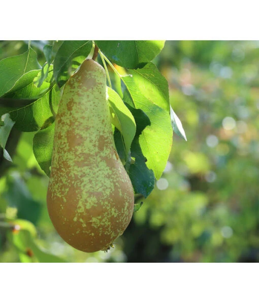 Winterbirne 'Novembra' -Freien Garten Rabatt Geschäft