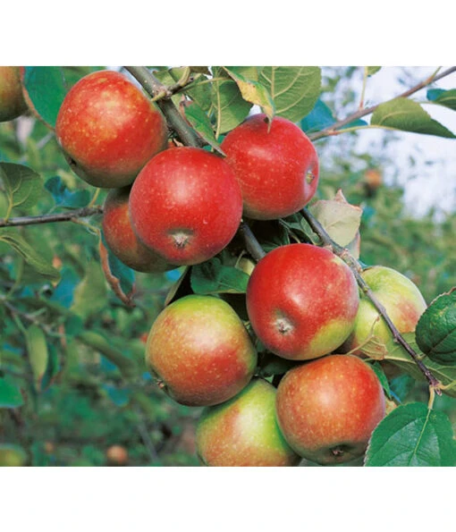 Zwergapfel -Freien Garten Rabatt Geschäft 7723950 WE DE 001 ZwergobstObstzwergApfel