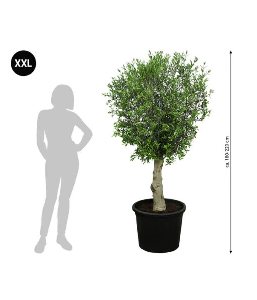 XXL Olivenbaum, Ca. 180-220 Cm -Freien Garten Rabatt Geschäft 7724784 WE BG 001 XXLOlivenbaum180200cm