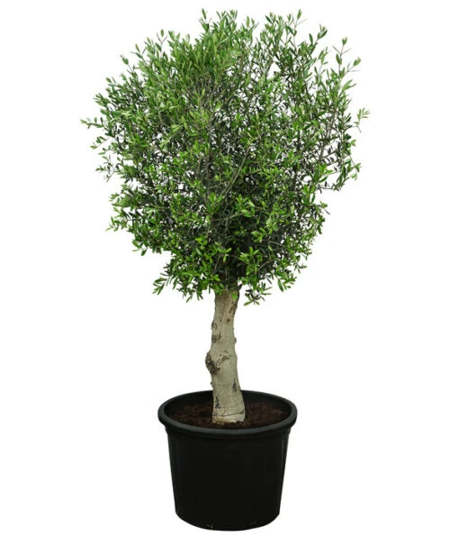 XXL Olivenbaum, Ca. 180-220 Cm -Freien Garten Rabatt Geschäft 7724784 WE FS 001 XXLOlivenbaum180 220cm