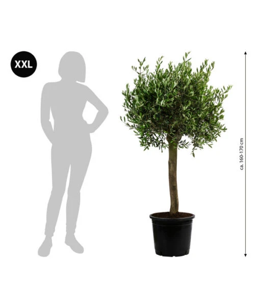 XXL Olivenbaum, Ca. 160-170 Cm -Freien Garten Rabatt Geschäft 7724800 WE BG 005 XXLOlivenbaum160170