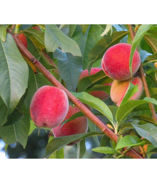 Dehner Pfirsich 'Roter Weinbergpfirsich' -Freien Garten Rabatt Geschäft