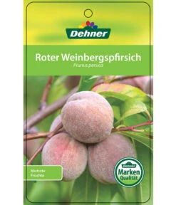 Dehner Pfirsich 'Roter Weinbergpfirsich' -Freien Garten Rabatt Geschäft 7745607 RoterWeinbergpfirsich Etikett 1