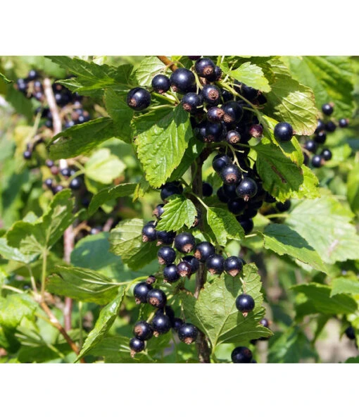 Schwarze Säulenjohannisbeere -Freien Garten Rabatt Geschäft