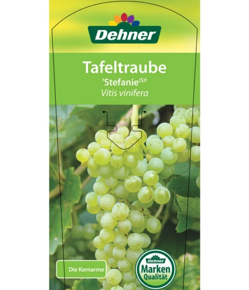 Tafeltraube 'Stefanie' -Freien Garten Rabatt Geschäft 7773278 TafeltraubeStefanie Etikett 1