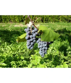 Dehner Gourmet Garten Tafeltraube 'Muscat Blue' -Freien Garten Rabatt Geschäft 7779101 WE DE 002 WeintraubeBlauerMuskatellerPixabay