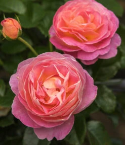 Edelrose 'Dornburger Schlossrose' -Freien Garten Rabatt Geschäft 7802093 WE DE 001 RosaRoseDornburgerSchlossrose4LRosenTantau