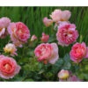 Edelrose 'Dornburger Schlossrose' -Freien Garten Rabatt Geschäft 7802093 WE MO 001 RosaRoseDornburgerSchlossrose4LRosenTantau