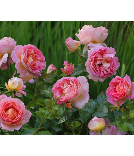 Edelrose 'Dornburger Schlossrose' -Freien Garten Rabatt Geschäft 7802093 WE MO 001 RosaRoseDornburgerSchlossrose4LRosenTantau