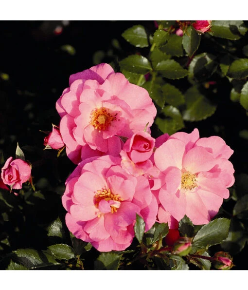 Rosen-Set Pflegeleicht, Rosa/weiß, 2-teilig -Freien Garten Rabatt Geschäft 7803091 WE DE 001 BodendeckerRoseMiratoTantauPink