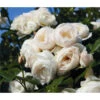 Kletterrose 'Uetersener Klosterrose®' -Freien Garten Rabatt Geschäft 7803232 WE DE 001 KletterroseUetersenerKlosterroseTantauWeissDehner