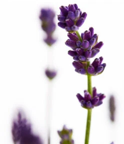 Duft-Lavendel 'Felice', 4er-Set -Freien Garten Rabatt Geschäft 7805773 WE DE 001 Lavendel