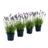 Duft-Lavendel 'Felice', 4er-Set -Freien Garten Rabatt Geschäft 7805773 WE FS 001 LavendelpaketDuftLavendelAngustifoliaFeliceLavandula4Pflanzen