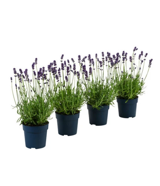 Duft-Lavendel 'Felice', 4er-Set -Freien Garten Rabatt Geschäft 7805773 WE FS 001 LavendelpaketDuftLavendelAngustifoliaFeliceLavandula4Pflanzen