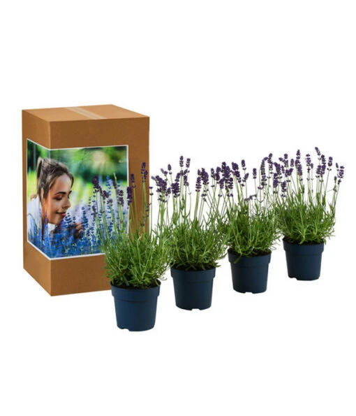 Duft-Lavendel 'Felice', 4er-Set -Freien Garten Rabatt Geschäft 7805773 WE FS 002 LavendelpaketDuftLavendelAngustifoliaFeliceLavandula4Pflanzen