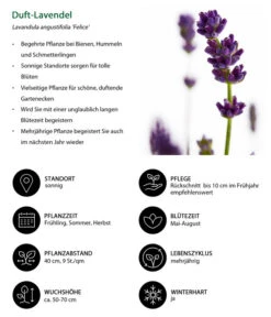 Lavendel-Set Lavendel-Vielfalt, 4-teilig -Freien Garten Rabatt Geschäft 7805773 WE IG 001 DuftLavendel