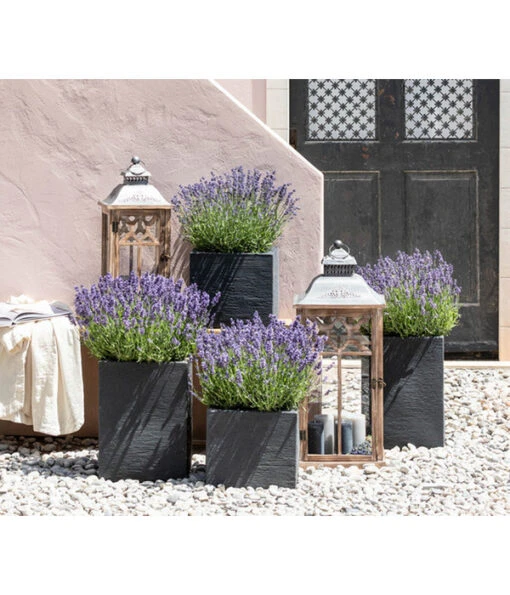 Duft-Lavendel 'Felice', 4er-Set -Freien Garten Rabatt Geschäft 7805773 WE MO 001 Lavendel 1