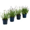 Lavendel-Set Lavendel-Vielfalt, 4-teilig -Freien Garten Rabatt Geschäft 7805781 WE FS 001 LavendelpaketMixLavandula4PflanzenT12