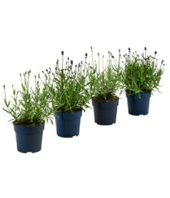 Ausgewählte Produkte -Freien Garten Rabatt Geschäft 7805781 WE FS 001 LavendelpaketMixLavandula4PflanzenT12