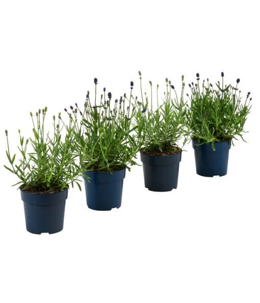 Lavendel-Set Lavendel-Vielfalt, 4-teilig -Freien Garten Rabatt Geschäft