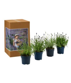 Ausgewählte Produkte -Freien Garten Rabatt Geschäft 7805781 WE FS 002 LavendelpaketMixLavandula4PflanzenT12