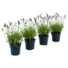 Dehners Bienen-Lavendel, 4er-Set -Freien Garten Rabatt Geschäft 7805799 WE FS 001 LavendelpaketBieneBienenlavendelLavandula4PflanzenT12