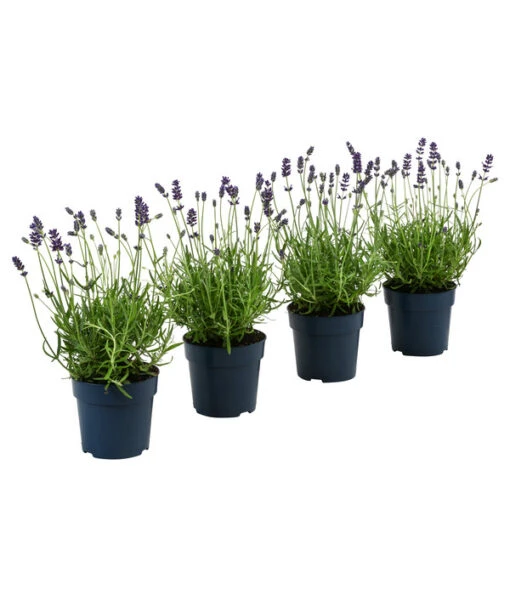 Dehners Bienen-Lavendel, 4er-Set -Freien Garten Rabatt Geschäft 7805799 WE FS 001 LavendelpaketBieneBienenlavendelLavandula4PflanzenT12