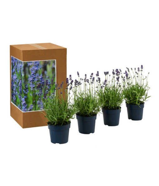 Dehners Bienen-Lavendel, 4er-Set -Freien Garten Rabatt Geschäft 7805799 WE FS 002 LavendelpaketBieneBienenlavendelLavandula4PflanzenT12