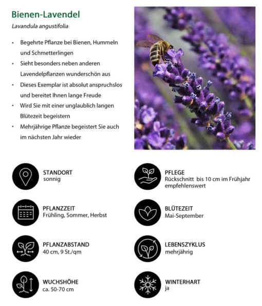 Dehners Bienen-Lavendel, 4er-Set -Freien Garten Rabatt Geschäft 7805799 WE IG 001 BienenLavendel 1