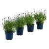 Schmetterlings-Lavendel 'Royal Blue', 4er-Set -Freien Garten Rabatt Geschäft 7805807 WE FS 001 LavendelpaketLavandulaSchmetterlingslavendel4PflanzenT12