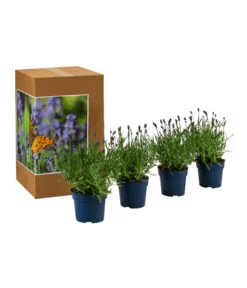 Ausgewählte Produkte -Freien Garten Rabatt Geschäft 7805807 WE FS 002 LavendelpaketLavandulaSchmetterlingslavendel4PflanzenT12