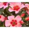 Persische Rosen, Verschiedene Farben -Freien Garten Rabatt Geschäft 7815392 WE DE 001 RosaPersicaRosePersica4LAllgreenRet