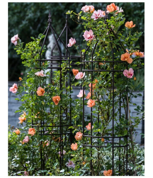 Persische Rosen, Verschiedene Farben -Freien Garten Rabatt Geschäft 7815392 WE MO 001 RosaPersicaPersischeRoseLuckner