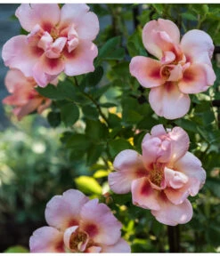 Persische Rosen, Verschiedene Farben -Freien Garten Rabatt Geschäft 7815392 WE MO 002 RosaPersicaPersischeRoseLuckner