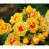 Bodendeckerrose 'Orienta Aylin' -Freien Garten Rabatt Geschäft 7826704 WE MO 001 RosaRoseOrientaAylin4LRosenTantau