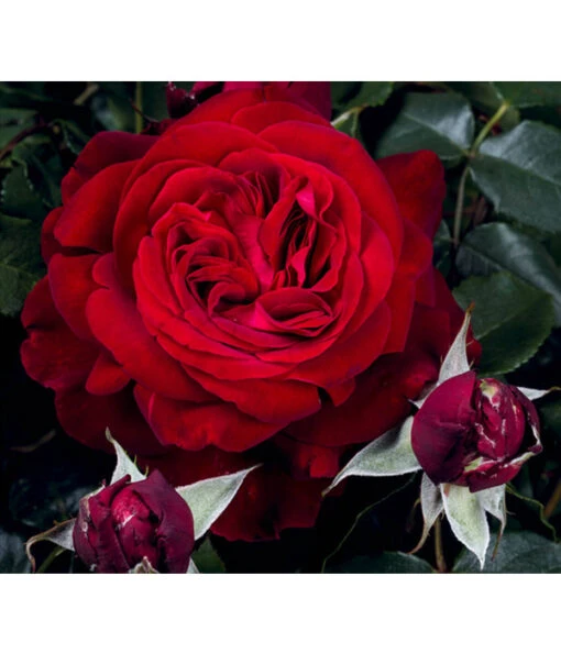 Nostalgie®-Edelrose 'Admiral®' -Freien Garten Rabatt Geschäft 7826894 PR DE 001 RoseAdmiralTantau